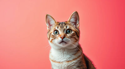 Download Cat iPad Background Wallpaper